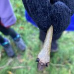 A dinosaur claw