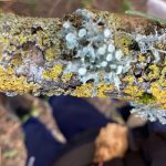 lichen is cooperation between algae and fungi